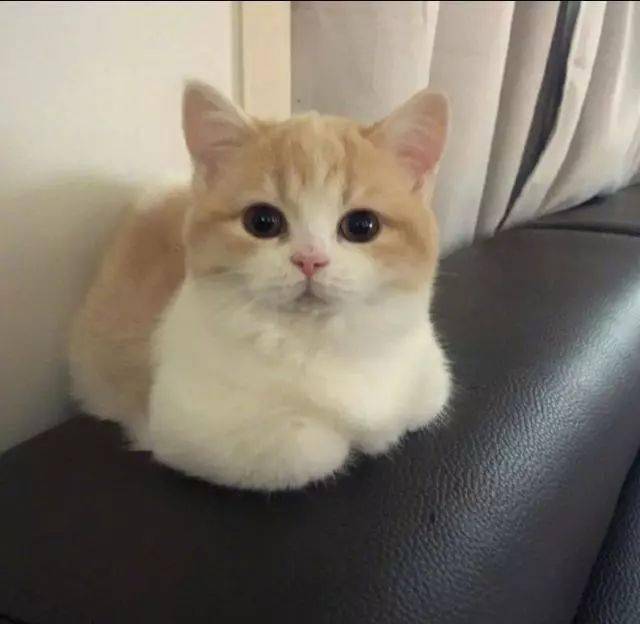 揣着小手手的小猫猫超乖巧，大眼睛瞪的圆圆的，信任你才揣手呢_猫咪