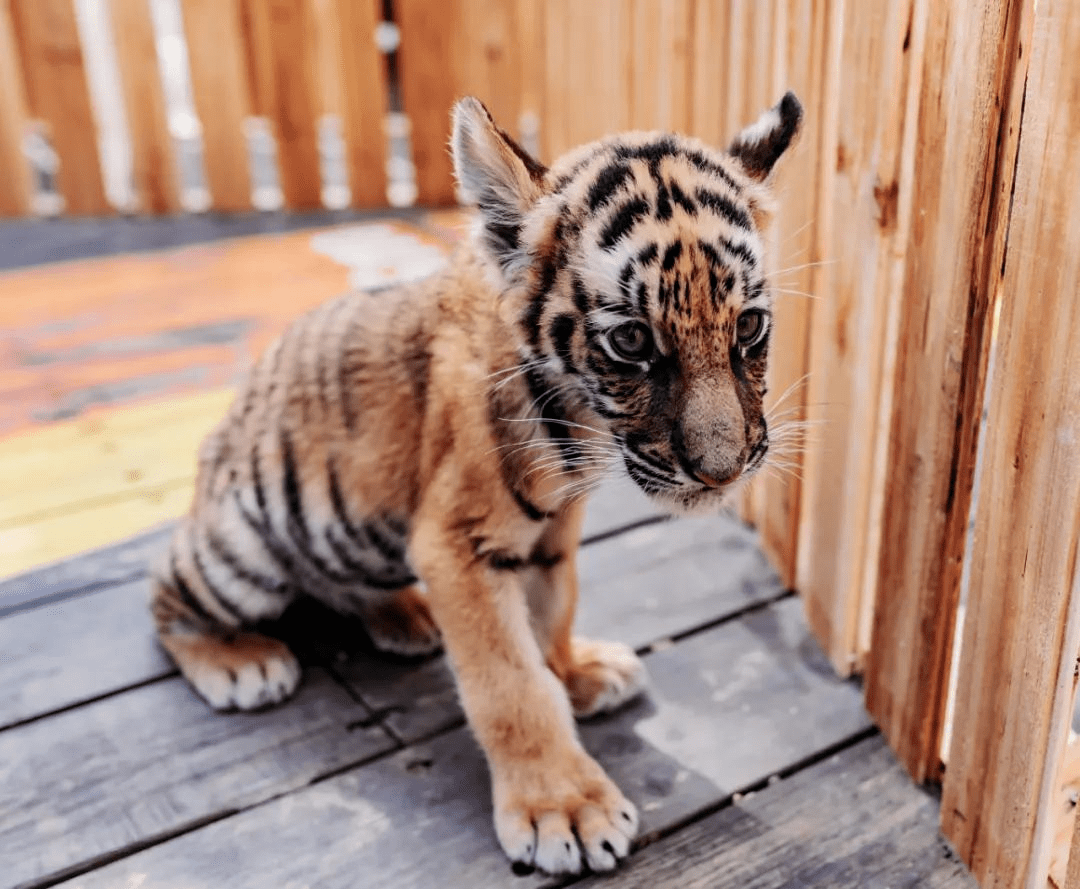 上海动物园小老虎露面啦10月1日10月8日将持续展出不见不散