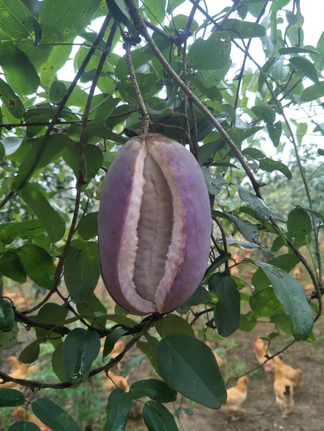 你吃过八月瓜吗韶关这个采摘园的八月瓜已经开炸了错过等一年