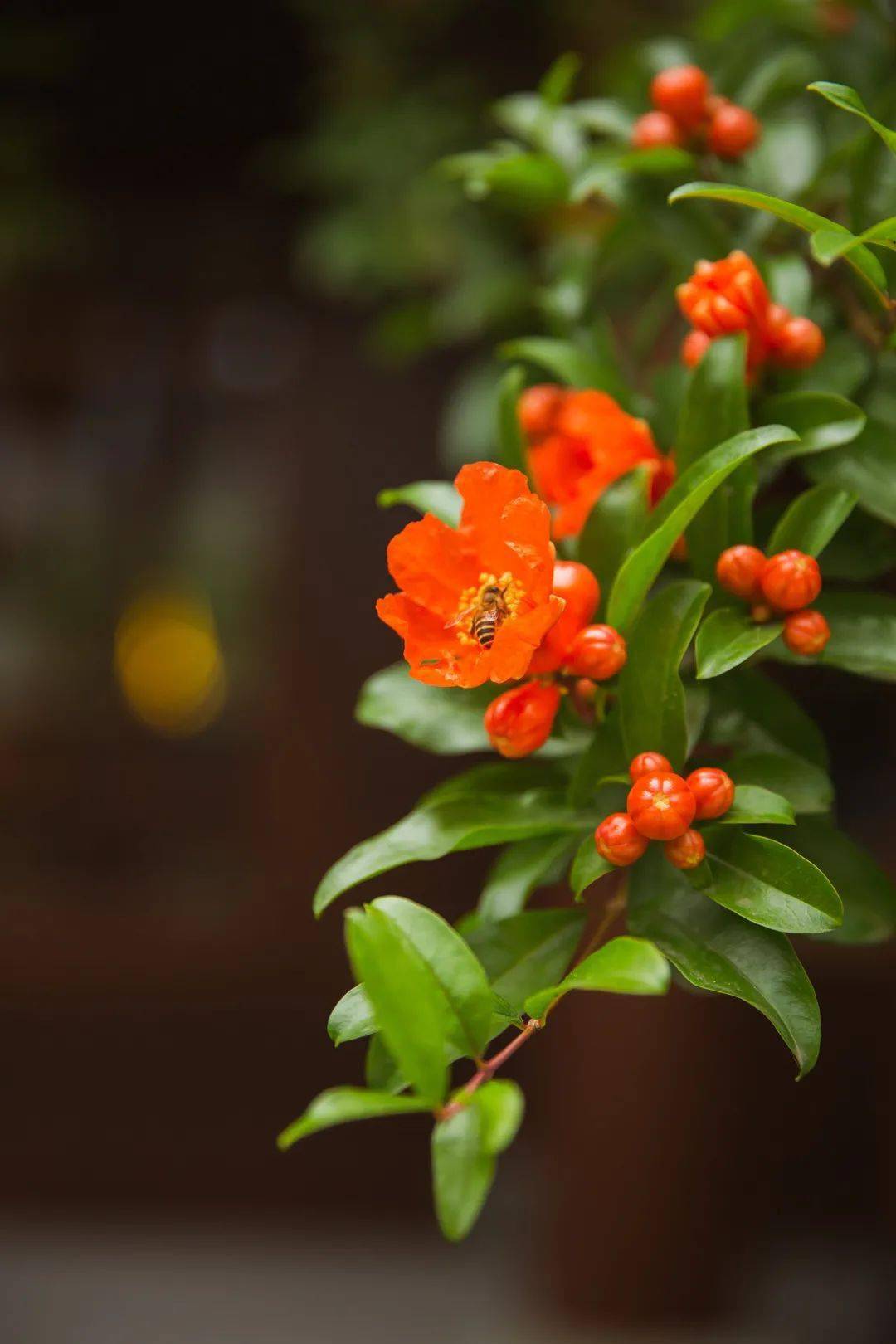 颜色是鲜艳如火的红色每年春花落尽,石榴花就绽开红颜常来寺院的信众