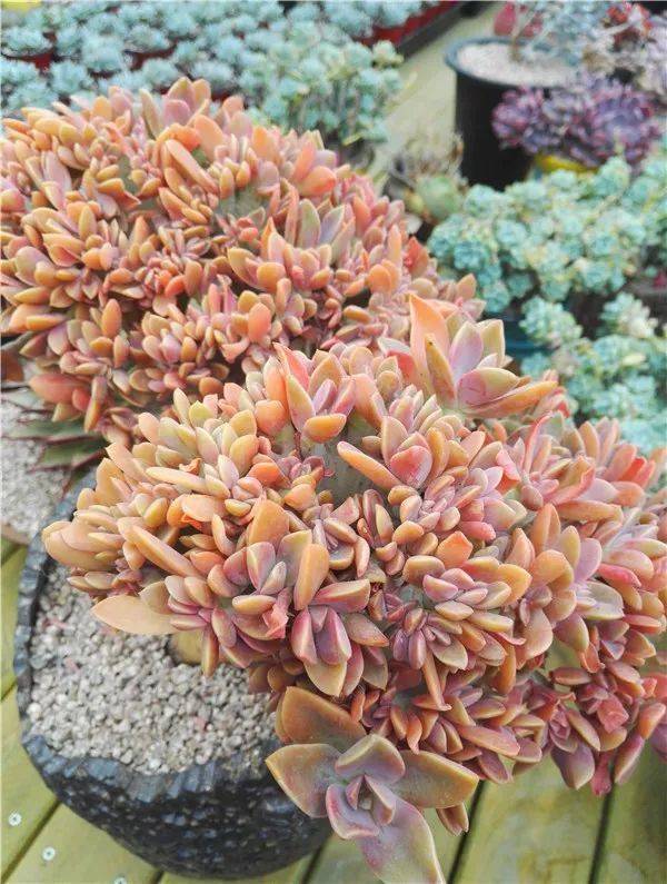 欣赏| 很有艺术感的初恋缀化老桩,漂亮!