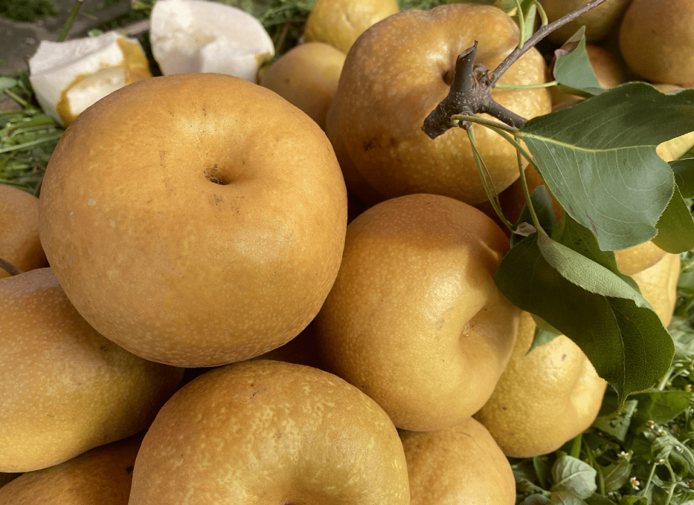 美丽晋宁余家海村中秋黄梨迎丰收