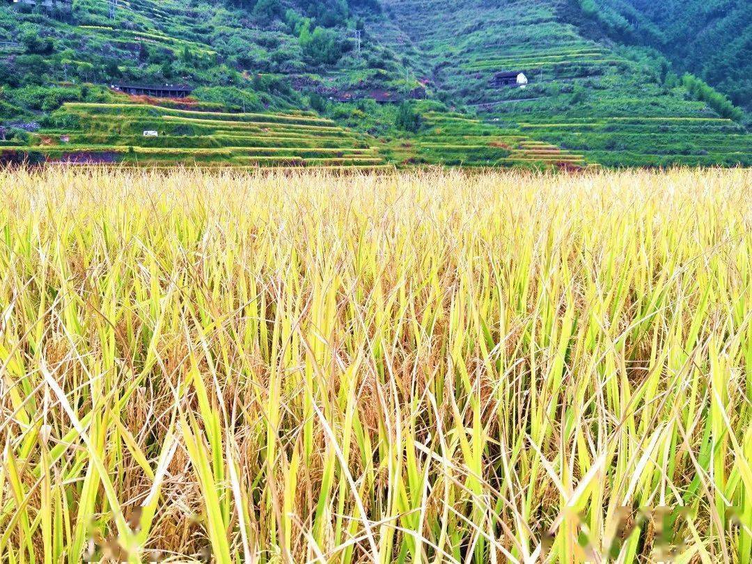 仓箱可期穰穰满家小佐梯田等你解锁乡村种粮体验啦