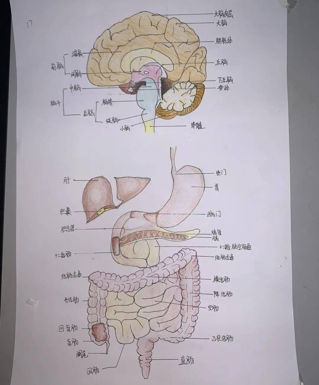 系统解剖学画图图片