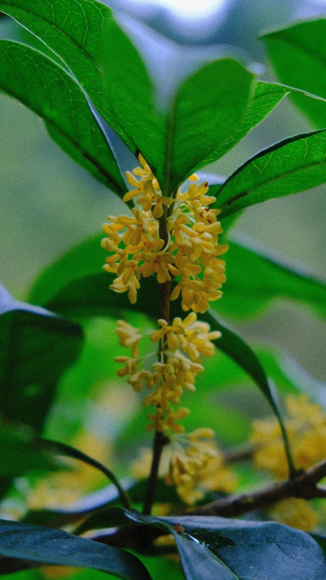 读美存一段秋香