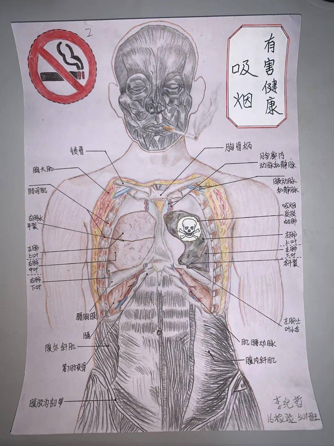 北京卫生职业学院医学技术系学生解剖绘图大赛完美落幕