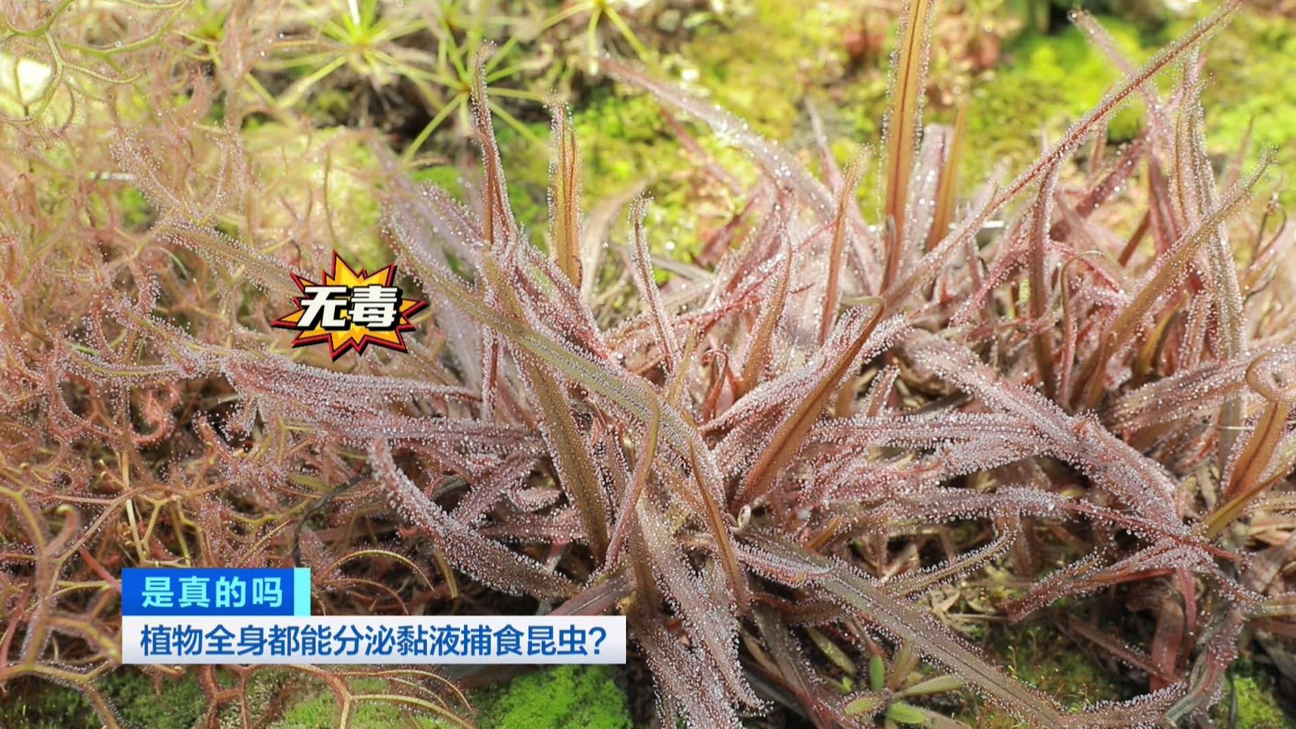 带你开眼界!这种植物,全身都能分泌黏液捕食昆虫!你见过吗?-搜狐大视野-搜狐新闻