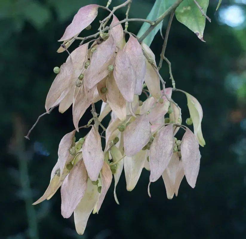 北宋陆佃《埤雅》释:"今以梧桐皮青,号曰青桐也",因此梧桐也叫青桐.