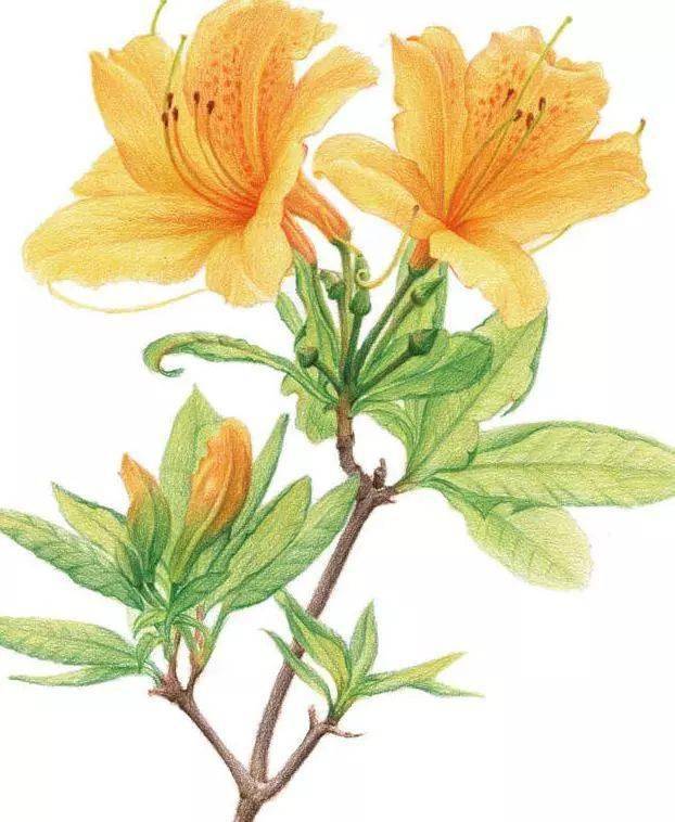 彩铅花卉植物手绘临摹素材彩铅花卉步骤