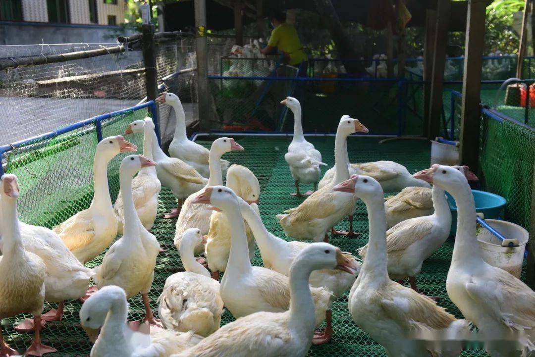解锁琼海温泉鹅"全鹅宴"的n种吃法,一次尝遍鹅滋味
