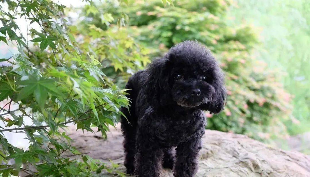 黑泰迪为什么少人养除了不吉利还有这6大原因