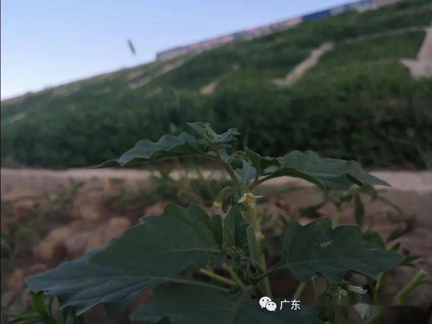 菊叶香藜西北山野上的藜科植物可以写一本大书,盐碱地植物的霸主之一