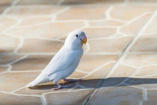 白桃该种牡丹鹦鹉属于黑色素基因突变,基因品系为白化,伴性基因遗传