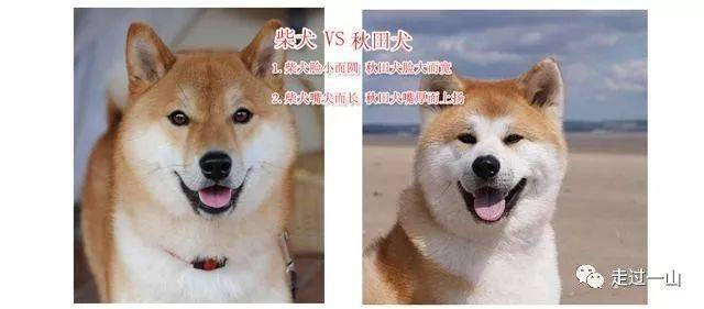 秋田犬和柴犬有哪些不同?看懂这三张图再也不会脸盲了