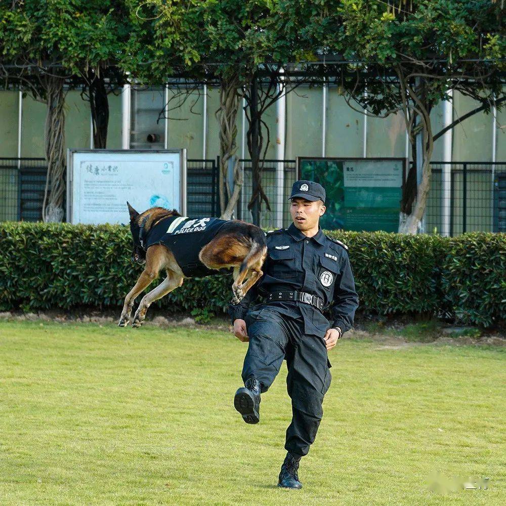 警犬特写图片图片