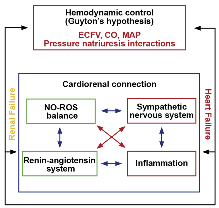 糖尿病心腎併發症從發病機制到治療手段easd2020延展