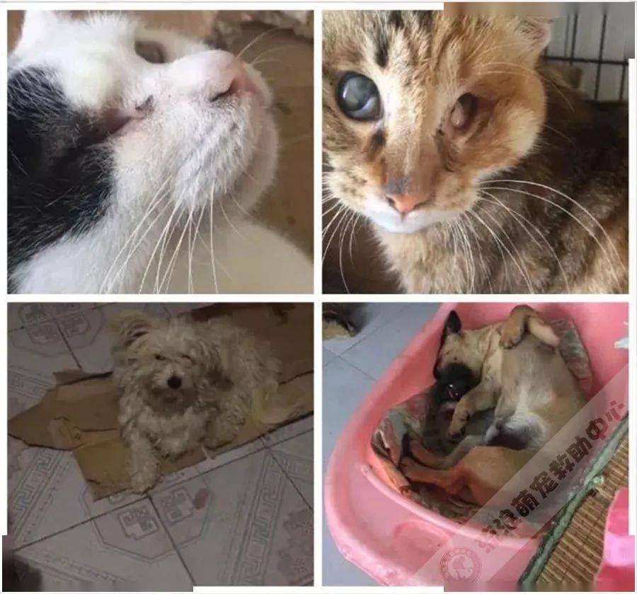 十一天!被砍头虐待的流浪猫到底经历了什么