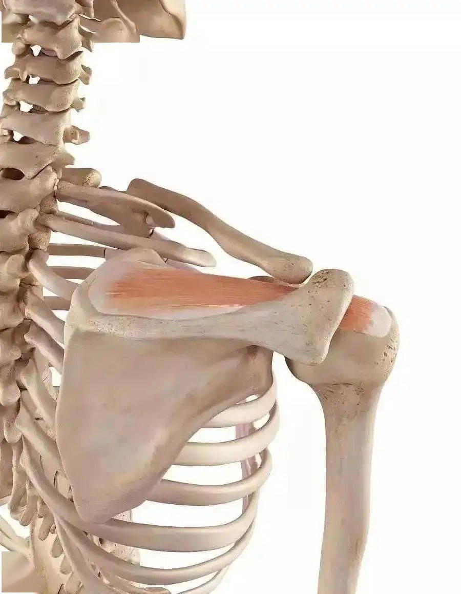 最全7步解决冈上肌肌腱炎