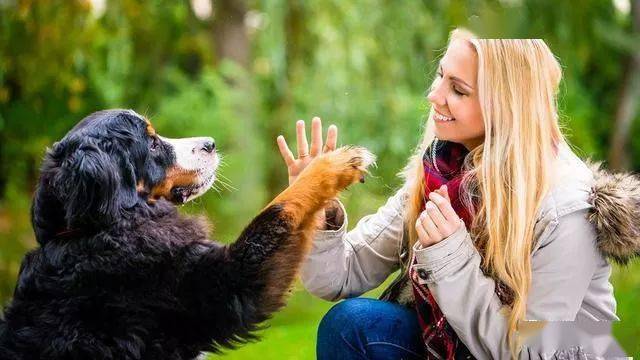 在訓練狗狗怎 樣握手時,訓犬師建議剛開始主人可以通過口令喊出伸手