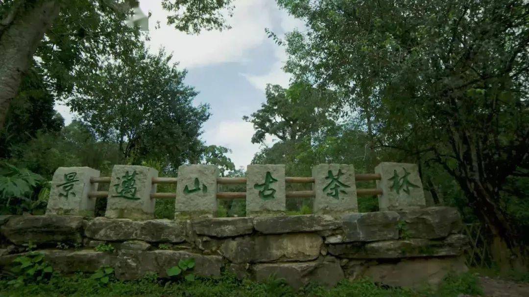 探访申遗中的景迈山逛古茶林访古村落