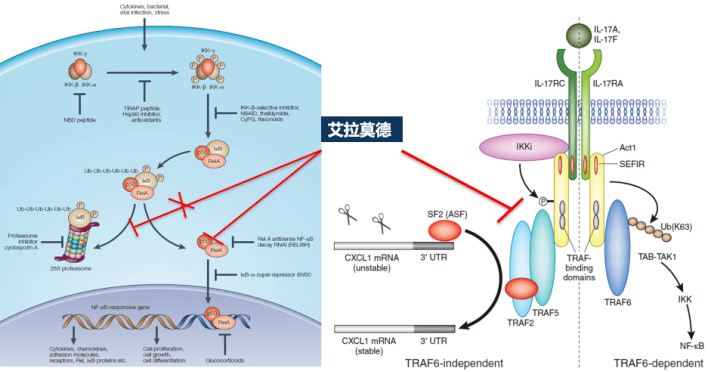 骨舞人心類風溼關節炎患者的骨保護有了新方案