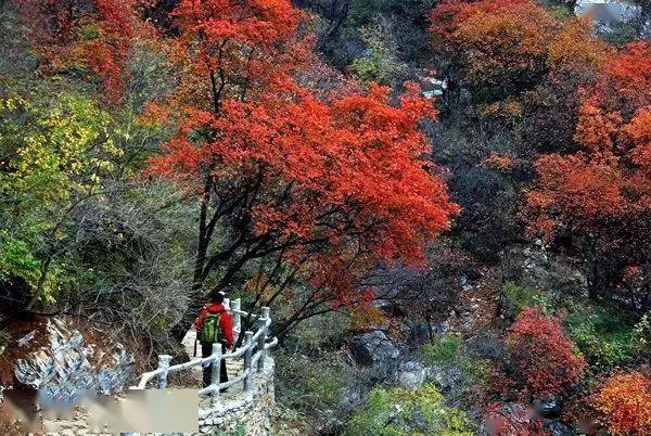 北京房山這處看紅葉黃櫨楓樹已成燎原之勢不用再去香山人擠人