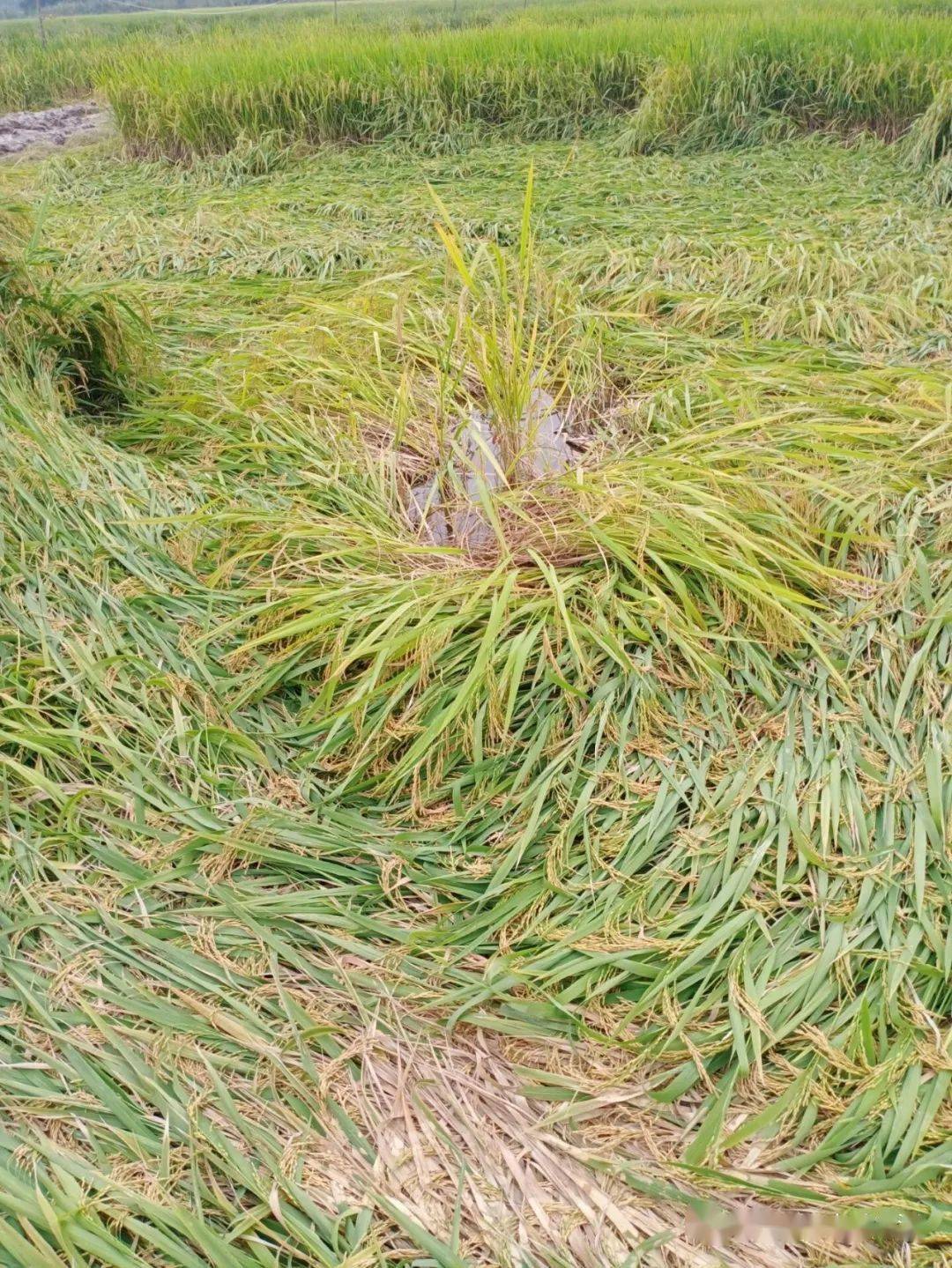 洪灾过后又逢连绵秋雨朱湖抢救倒伏水稻