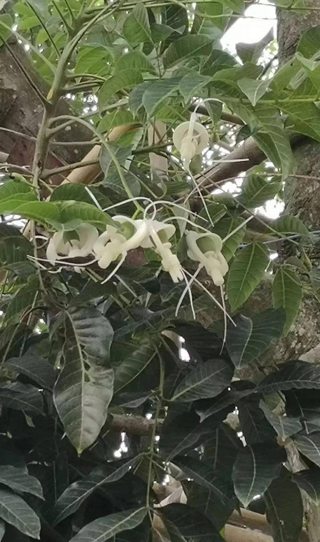 什么样的橄榄核素珠值得入手,您往这看!_基本