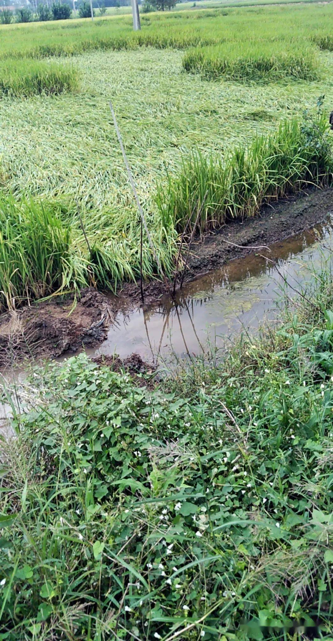 洪灾过后又逢连绵秋雨,朱湖抢救倒伏水稻_稻田