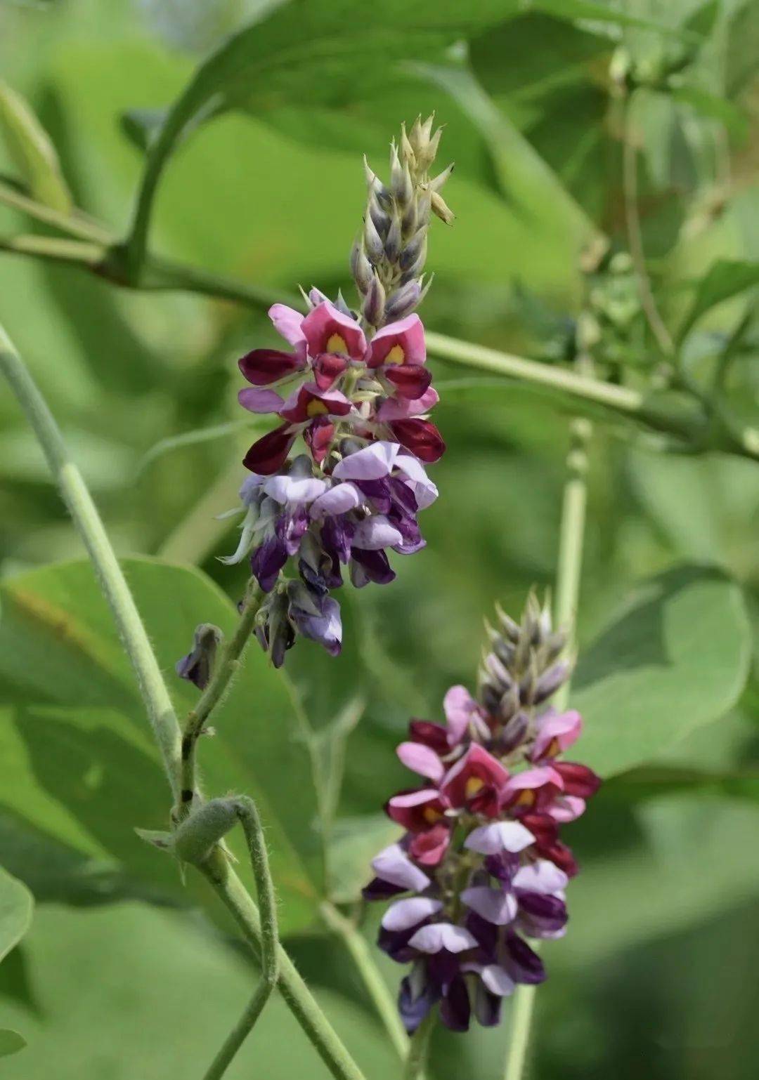 【文馨岁时记】秋之七草 风流更甚春之七草_桔梗