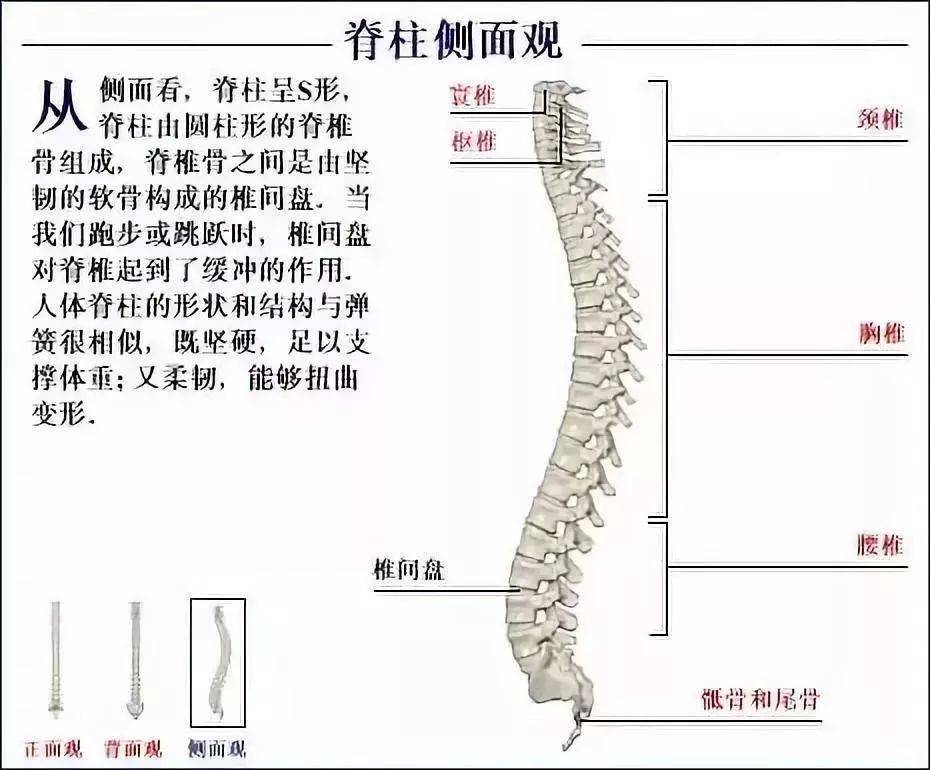 伽约从解剖学开始认识瑜伽骨骼