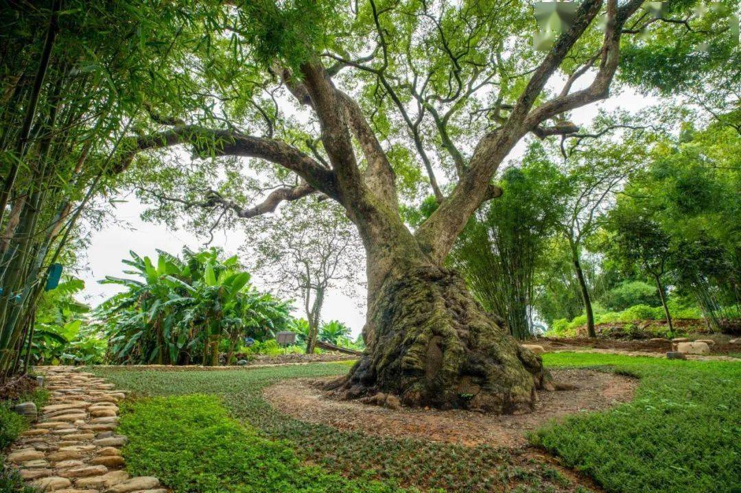 这个国庆假期到乐昌唤醒千年樟树王的文化记忆