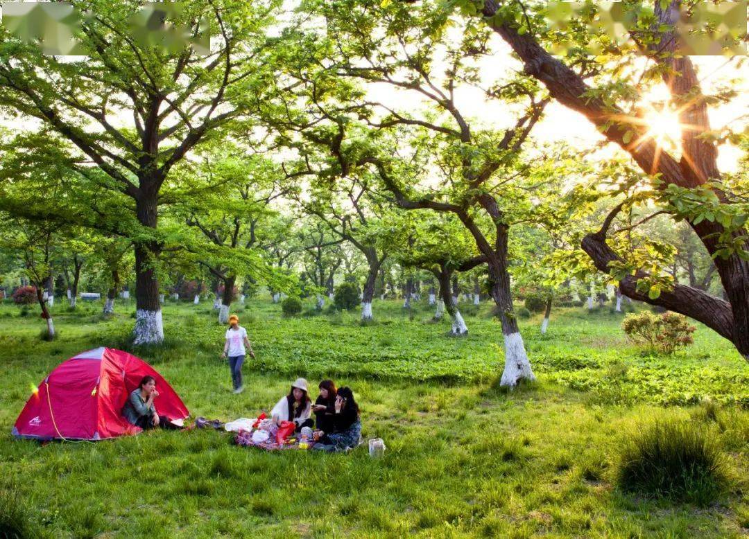 约起在宿迁来一场秋日野餐