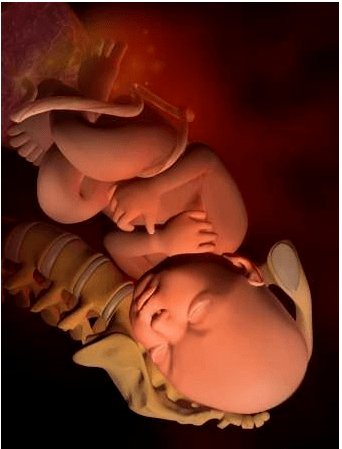 怀胎十月,各阶段胎儿发育图,原来肚子里的宝宝是这样!