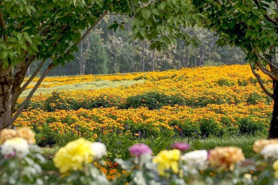 120000㎡菊花海已盛放,假期游玩又多了个选择!