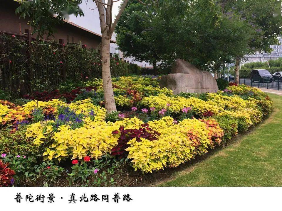 花坛花境花箱齐上阵走新走心扮靓普陀