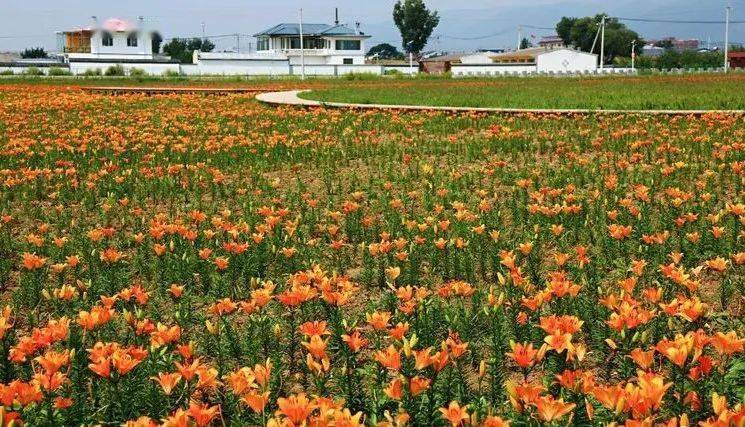 百草园,由内蒙古蒙草生态集团,通过人工干预和自然恢复相结合的治理