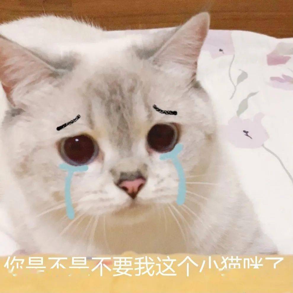 网红猫咪猫咪臭娜娜表情包八