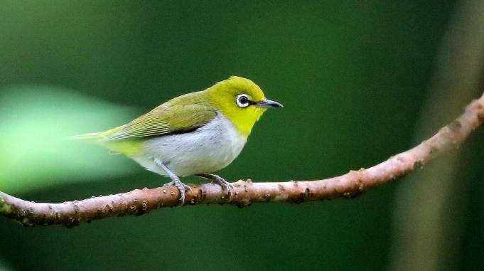 暗绿绣眼鸟上体绿色眼周有一白色眼圈极为醒目