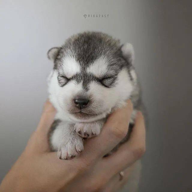 国外一位摄影师家的二哈生宝宝了他镜头下的小二哈也太酷了吧