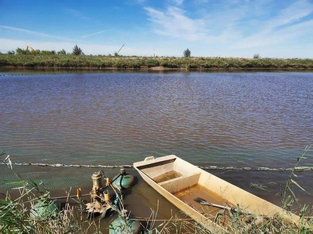 等水产品年总产量达310万公斤成为塞外渔湾丰收季的托县渔家鱼虾满仓