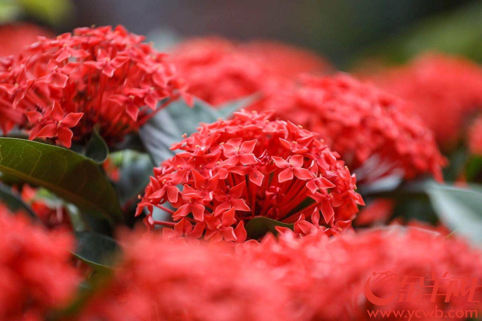 广州东风路东濠涌高架附近,红色龙船花阵当下广州红花中的"大boss",当