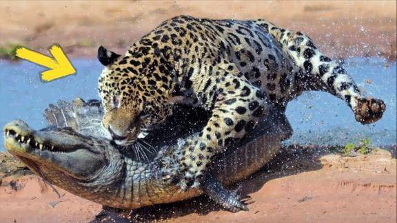 动物世界美洲豹捕杀鳄鱼