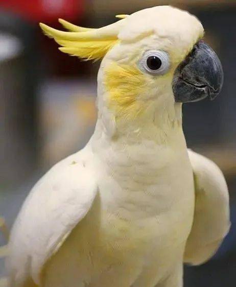 它是鹦鹉中的舞蹈家生气时头顶的葵花就会绽放小葵花鹦鹉