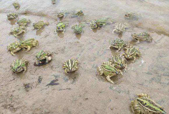 活不活看造化中秋有人往黄河放生大量青蛙目击者瞬间被冲跑