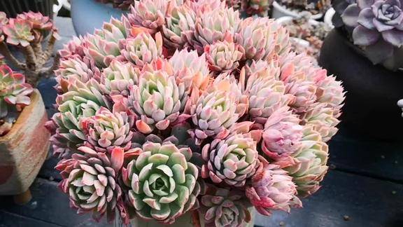 云之南多肉园火焰杯大群生捧花迷人的粉红色状态