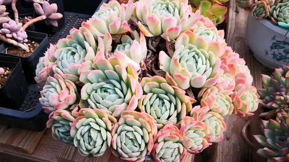 云之南多肉园白里透红的粉月影纯天然的美物