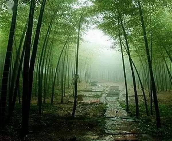 竹韵,禅意生_竹林