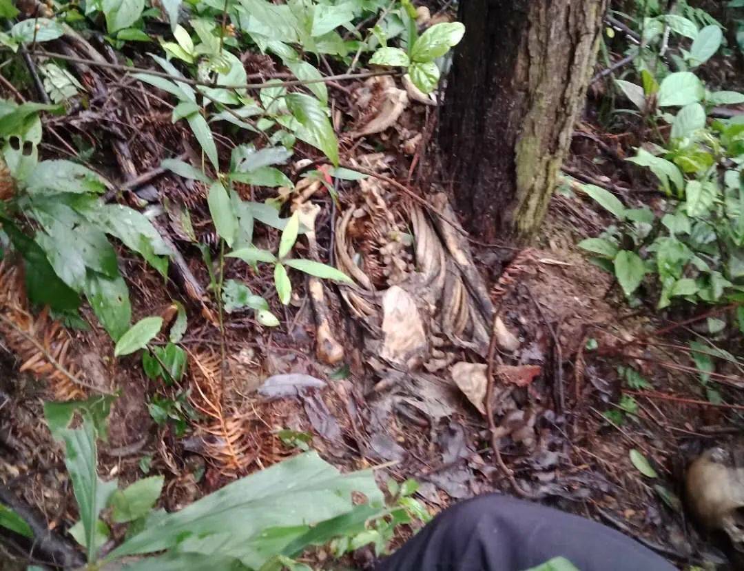 惊悚益阳一男子上山捡菌子发现一具尸骨