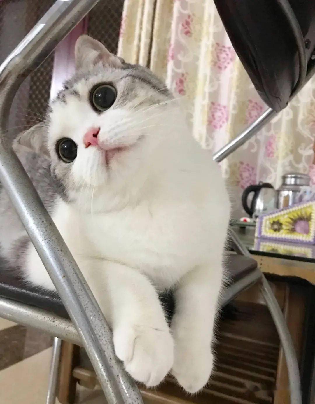 猫咪歪头杀虽可爱暴击但背后还有这6个深层含义